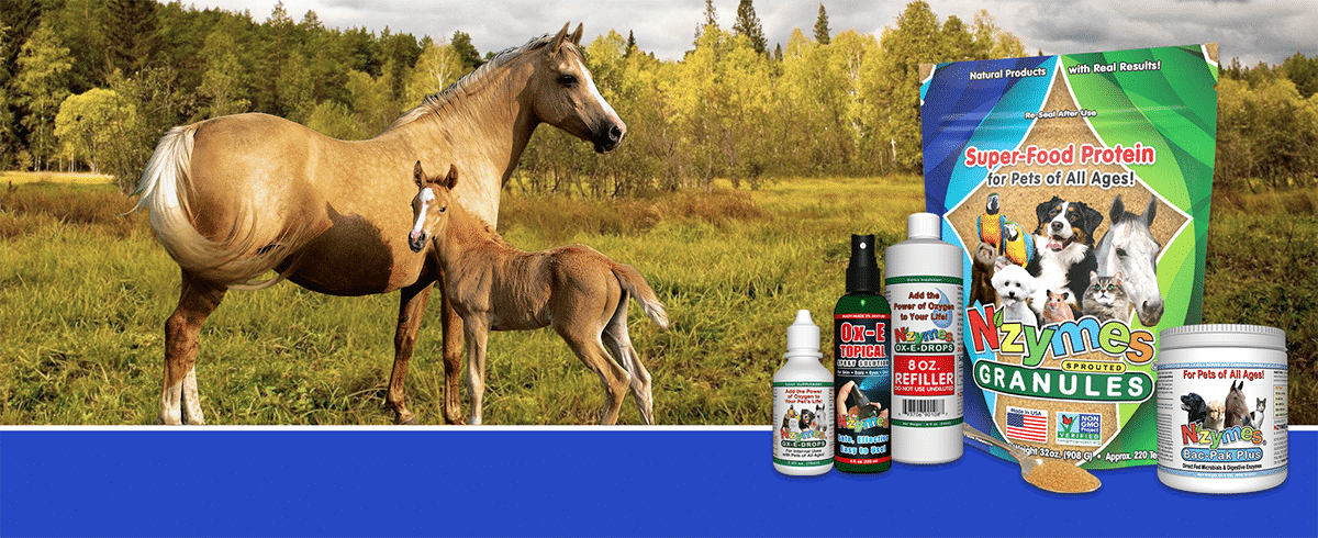 Nzymes® Super-Food Nutrition for Horse of All Ages