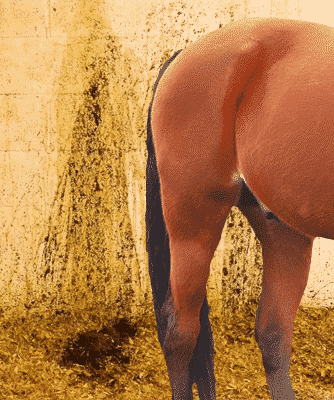 Diarrhea in Horses – Causes and Corrective Steps