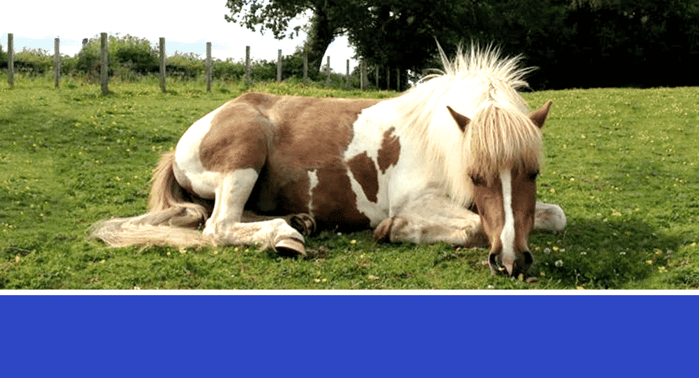 Equine Metabolic Health Issues