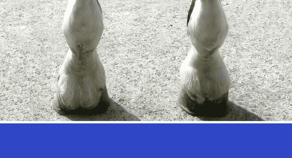 Horse Navicular Problems