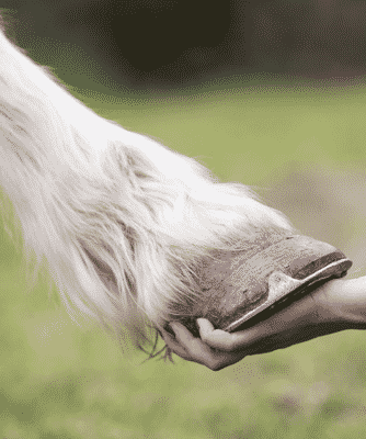 Horse Sprains and Strains – What to Know