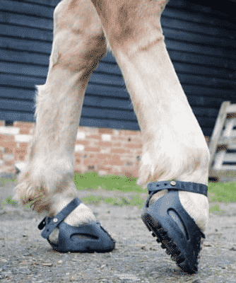 Theraputic shoes for horse