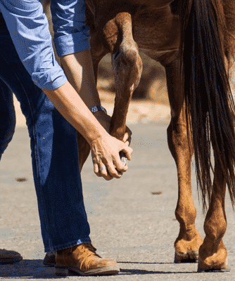 Checking horses leg for lameness