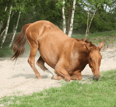 Colic in Horses – What to Look For