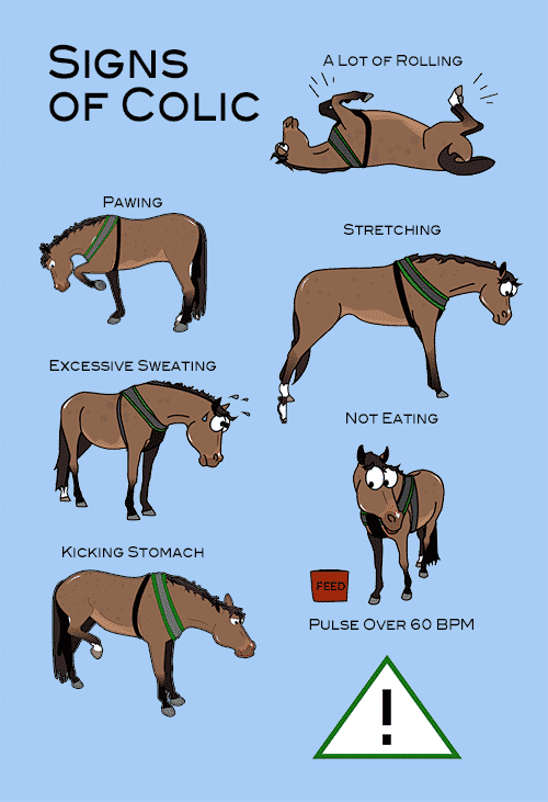 Signs of Colic in Horses