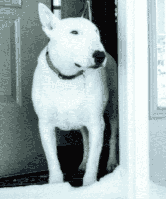 spike-at-the-door Bull Terrier with Coonhound syndrome