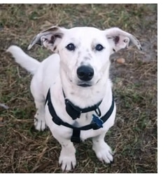 Sara, Whippet with oral growth