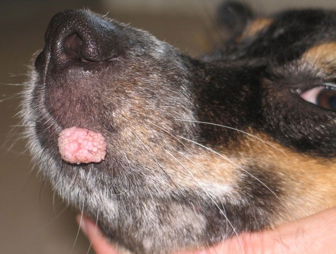 Virus del papiloma perros Papilomatosis bucal en perros tratamiento