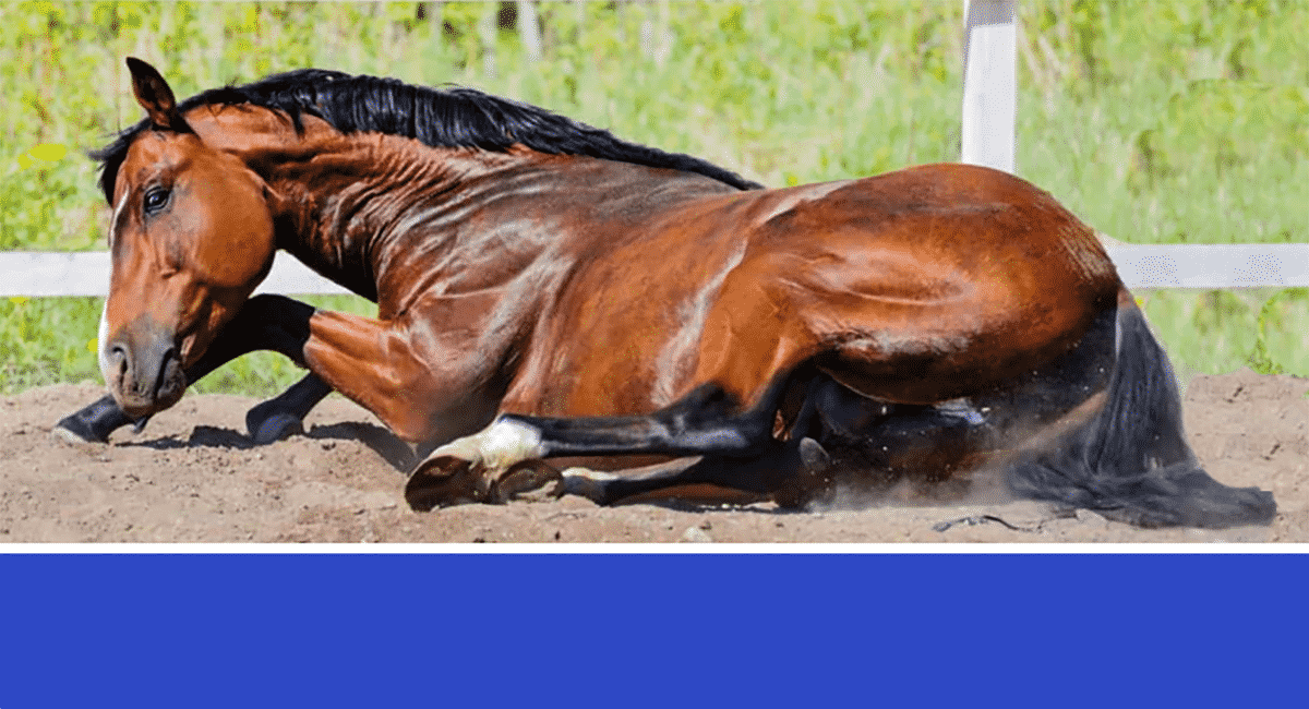 Colic in Horses – What to Look For