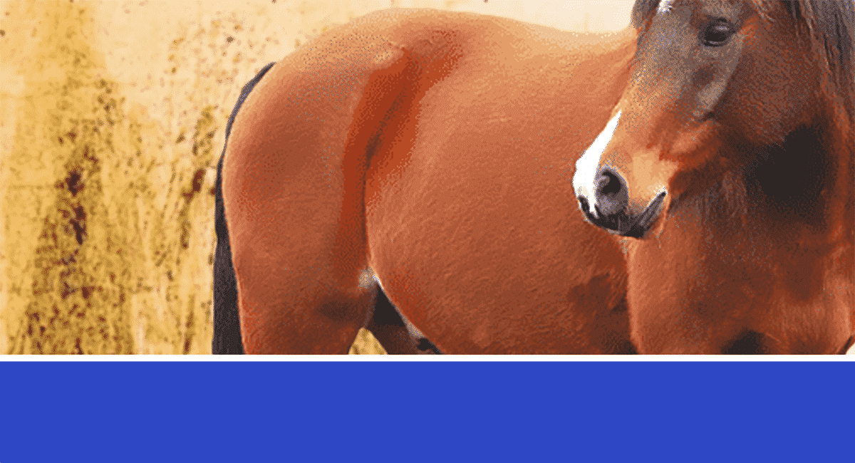 Diarrhea in Horses – Causes and Corrective Steps