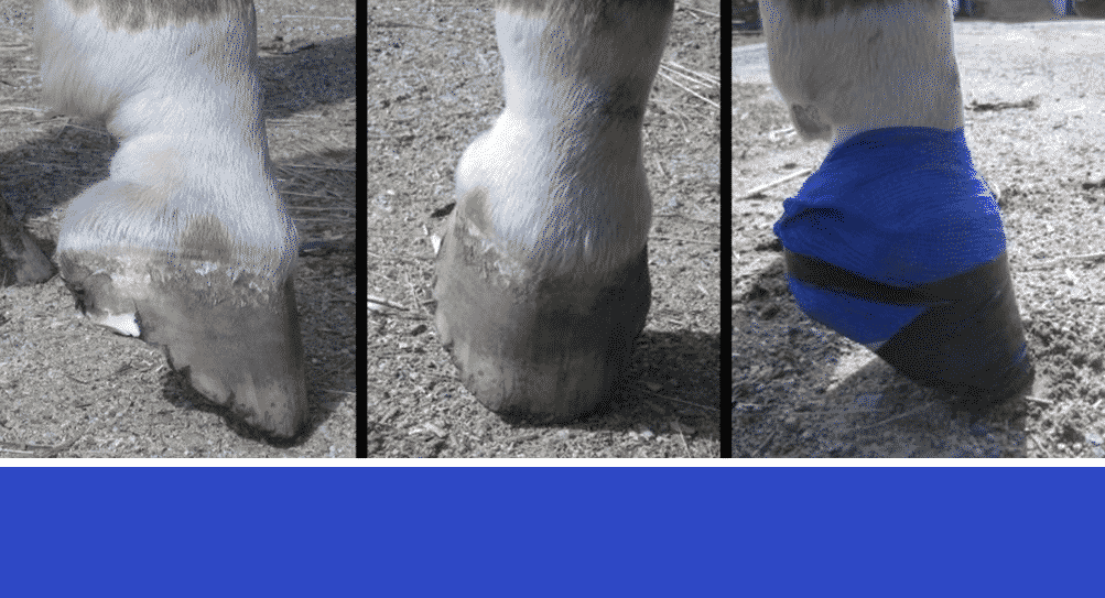 Horse Abscesses – Causes and Care