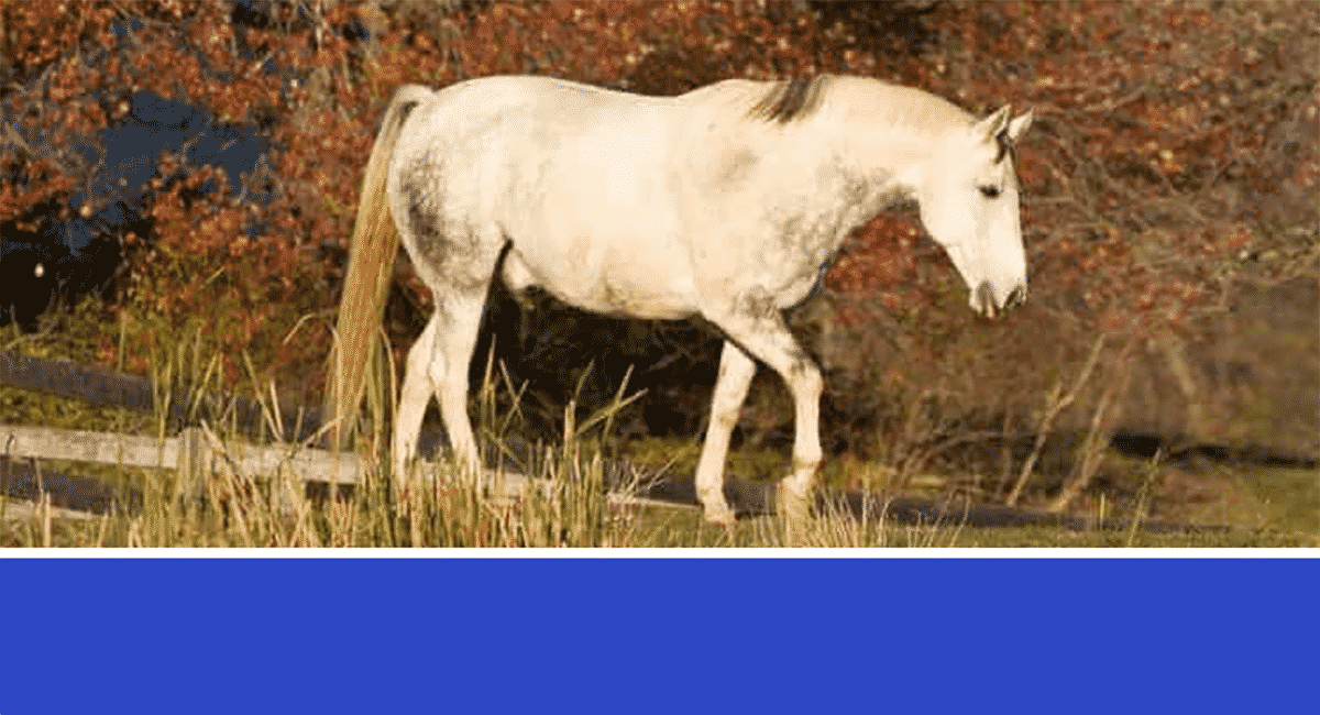 Lameness in Horses