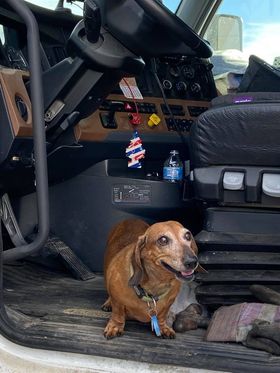 Beanut1 Trucker Dachshund