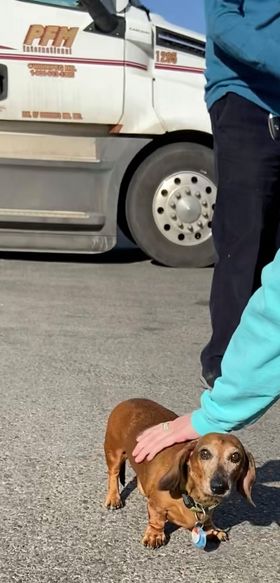 Beanut2 IVDD in Dachshunds