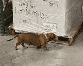 Beanut5 Ivdd dog visits nzymes