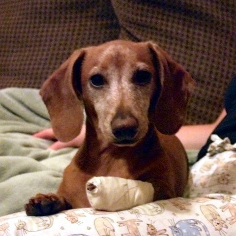 Toenail Recovery of Aging Dachshund - Nzymes.COM