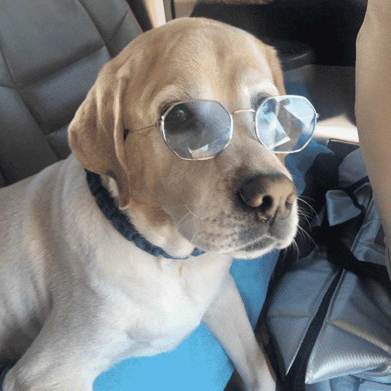 cooper-lab-with torn-acl-arthritis cooper-lab-with-torn-acl-arthritis