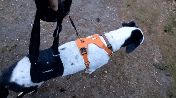 SUNNA-getting started.mp4-high Spinal Arthritis Dog Recovers; Meet Sunna