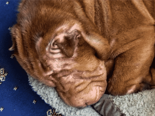 Abbie the Shar-Pei on June 11, 2020