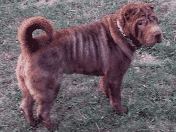 Abbie the Shar-Pei on Aug 10, 2020