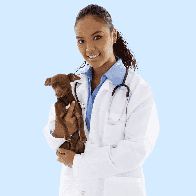 Female Vet with Arthritic Chihuahua