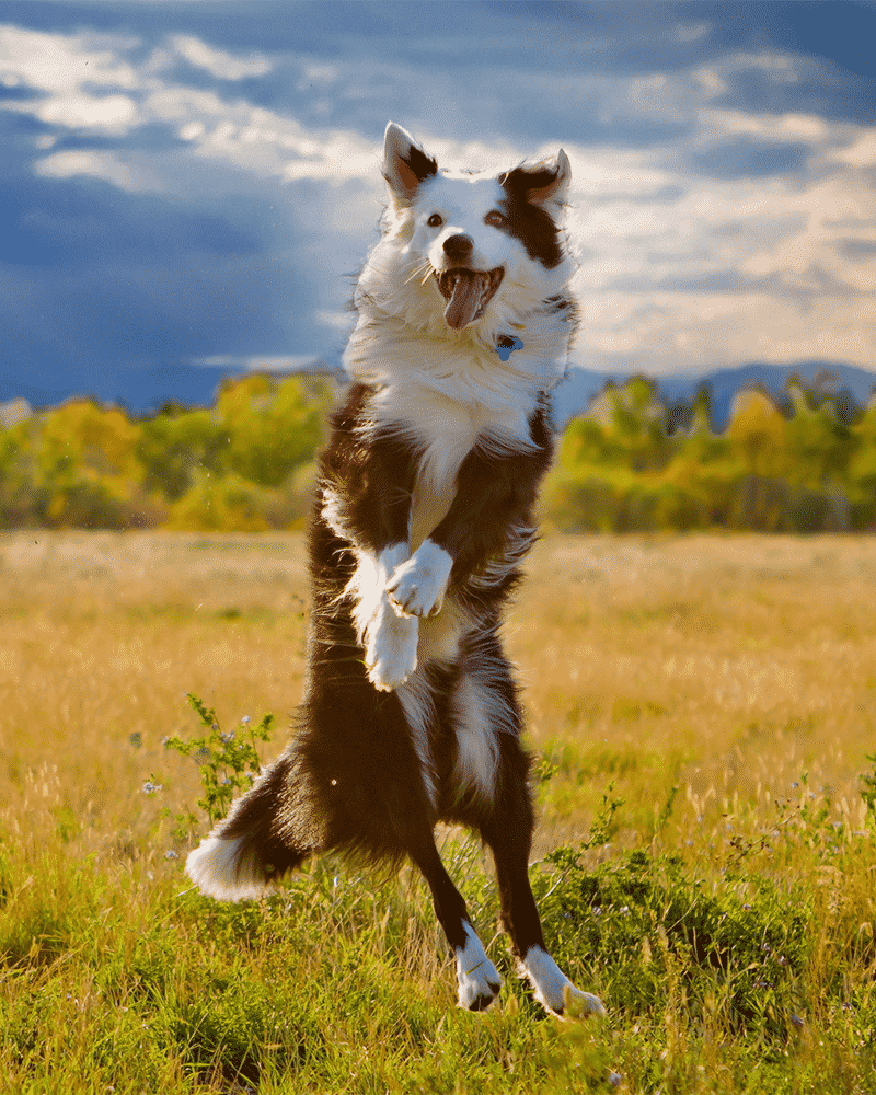 Border Collie Jumping with Energy