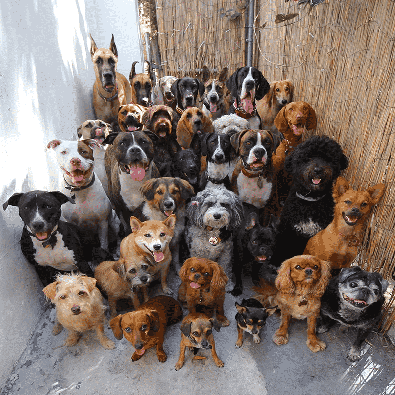 A Bunch of Dogs