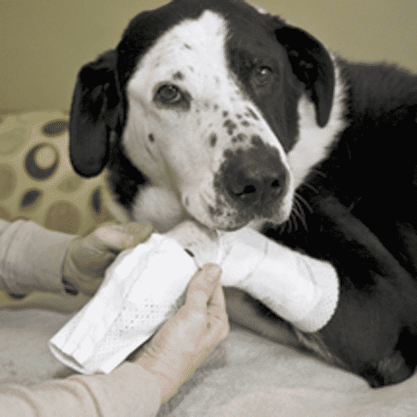 Dog with joint support bandage on foot