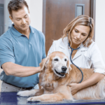 Musculoskeletal Inflammation in Dogs – Veterinary Study