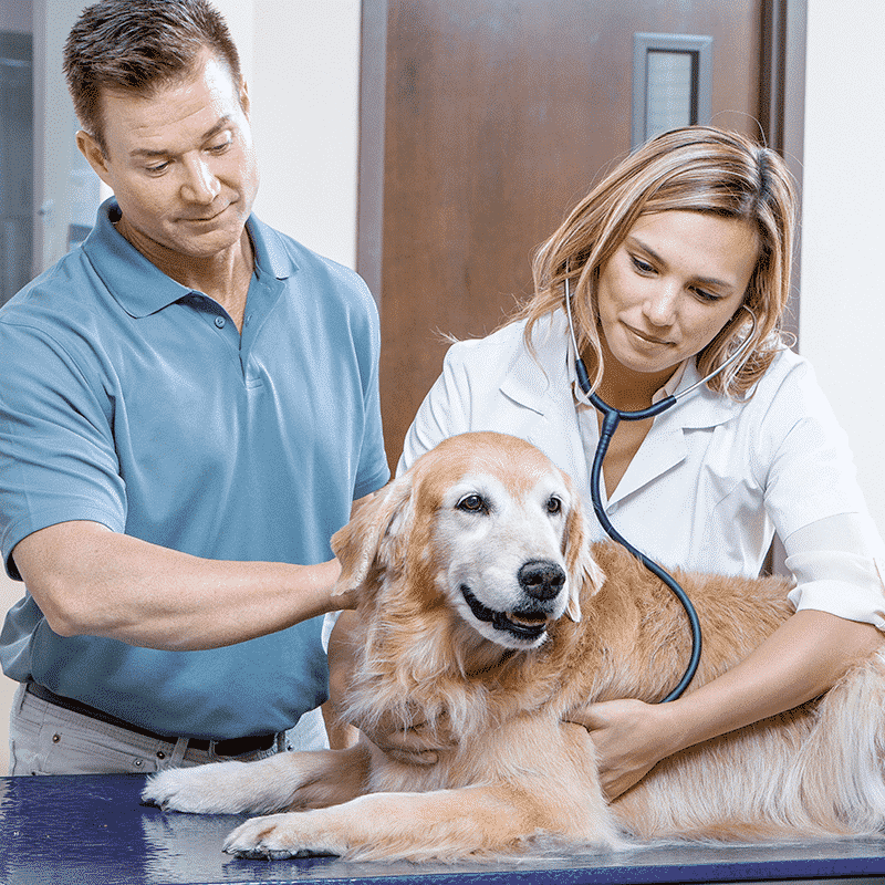 Vet Examines Goldens Joints