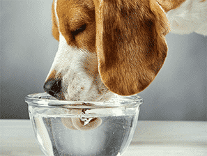 begal dog drinking water form dish