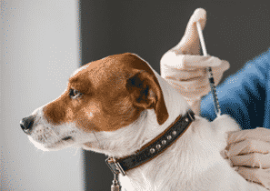 dog-getting-vaccines-from-vet Dog receiving Vaccinations