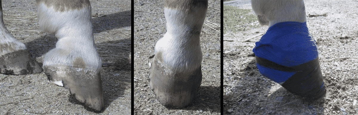 Horse Hoof Abscess