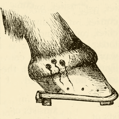 Hoof Showing Speading Infection