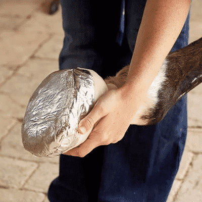 Horse Hoof Abscess Bandaging and Packing