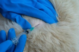 Vaccines_to_dog_hands Medications that cause Dog seizures