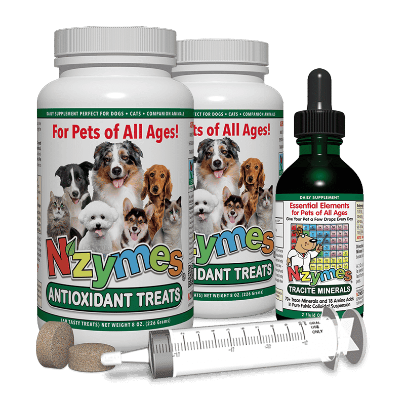 Ultimate Nutritional Support for Seizures in Dogs