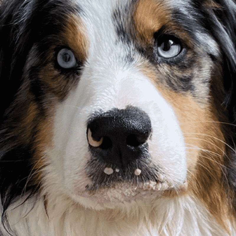 shepherd-dog-with-papillomas-after-11-days shepherd dog after 11 days growths almost gone