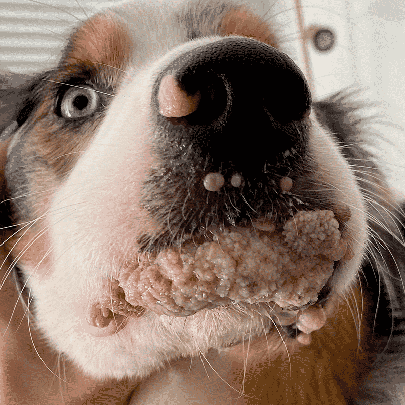 shepherd-dog-with-papillomas-after-9-days shepherd-dog-with-papillomas-after-9-days