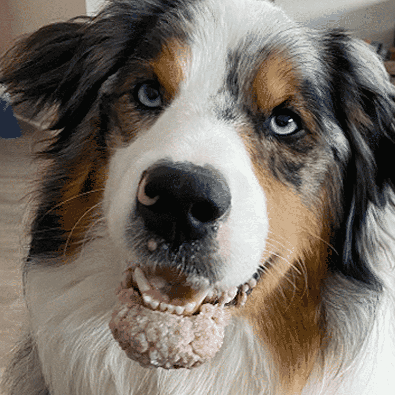 shepherd-dog-with-papillomas-side-lip-tongue Obi-Wan the shepherd dog with oral growths after surgery