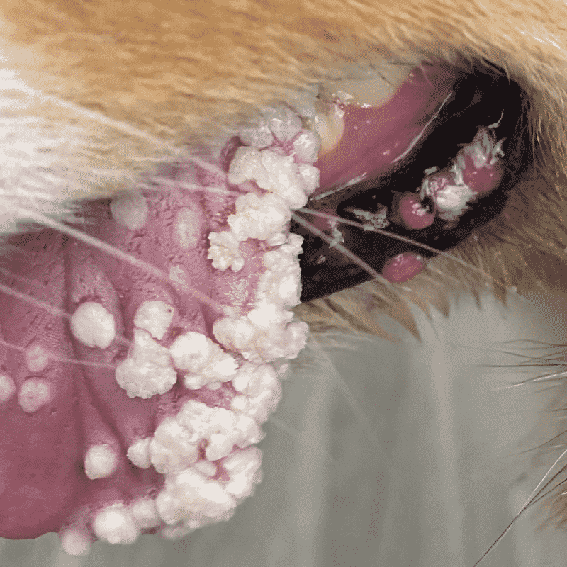 shepherd-dog-with-papillomas-side-lip-tongue Obi-Wan Before Surgery
