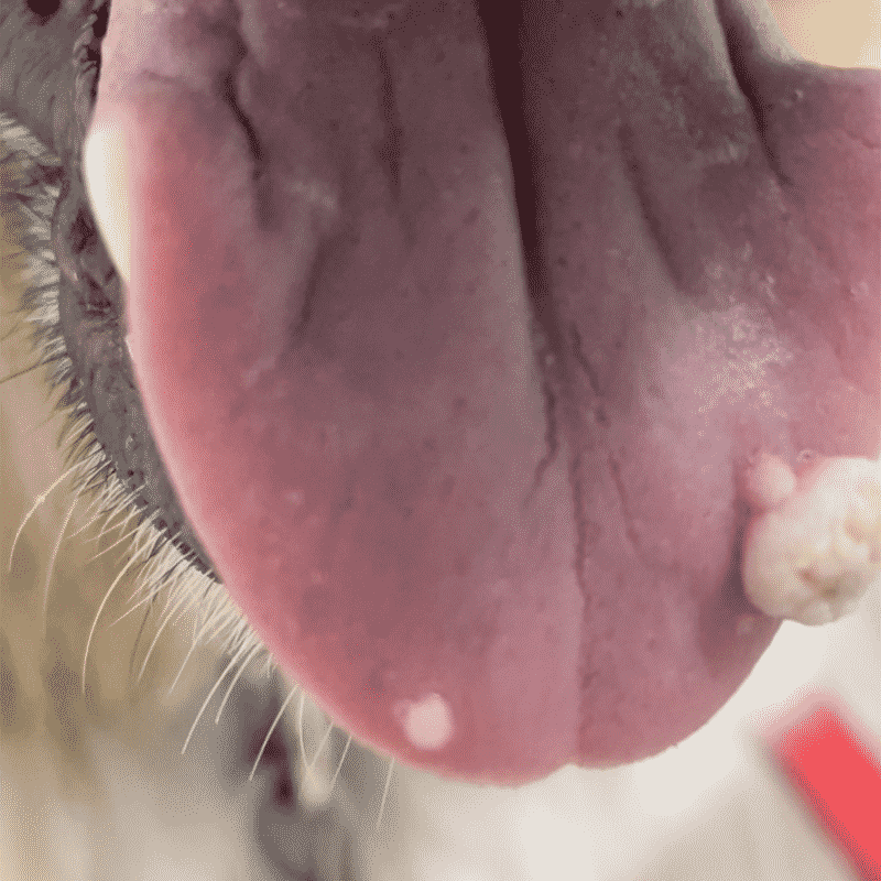 river-custer-before-close-up-of-tongue Close-up of Papilloma Wart of Shepherds tongue