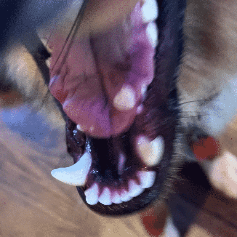 Papilloma warts on Shepherd dogs tongue