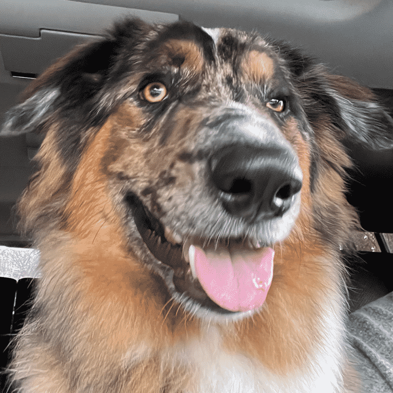 river-custer-just-after-wart-released Shepherd After 5 Days with Nzymes Papilloma Program Cleared Wart from Tongue clear