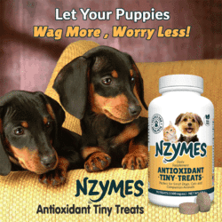 Wag More Worry Less