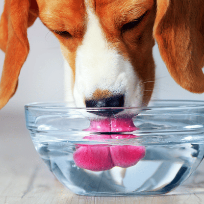 Beagle drinking water from water dish