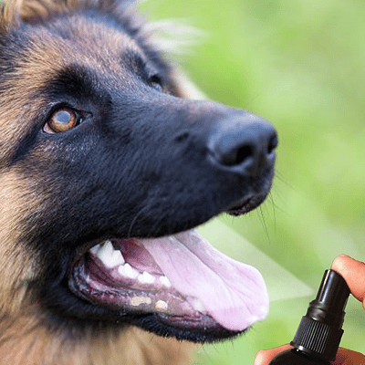 Using Ox-E Topical Spray Solution for Pets Oral Health