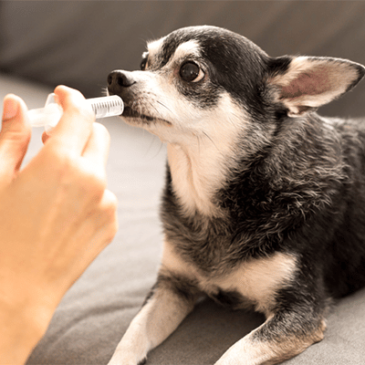 using-syringe-to-give-ox-e-drops-to-chihuahua