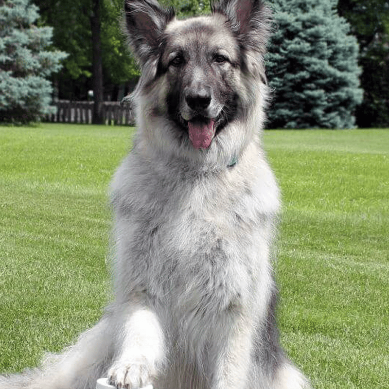 Colter the Shepherd with Shedding Issues