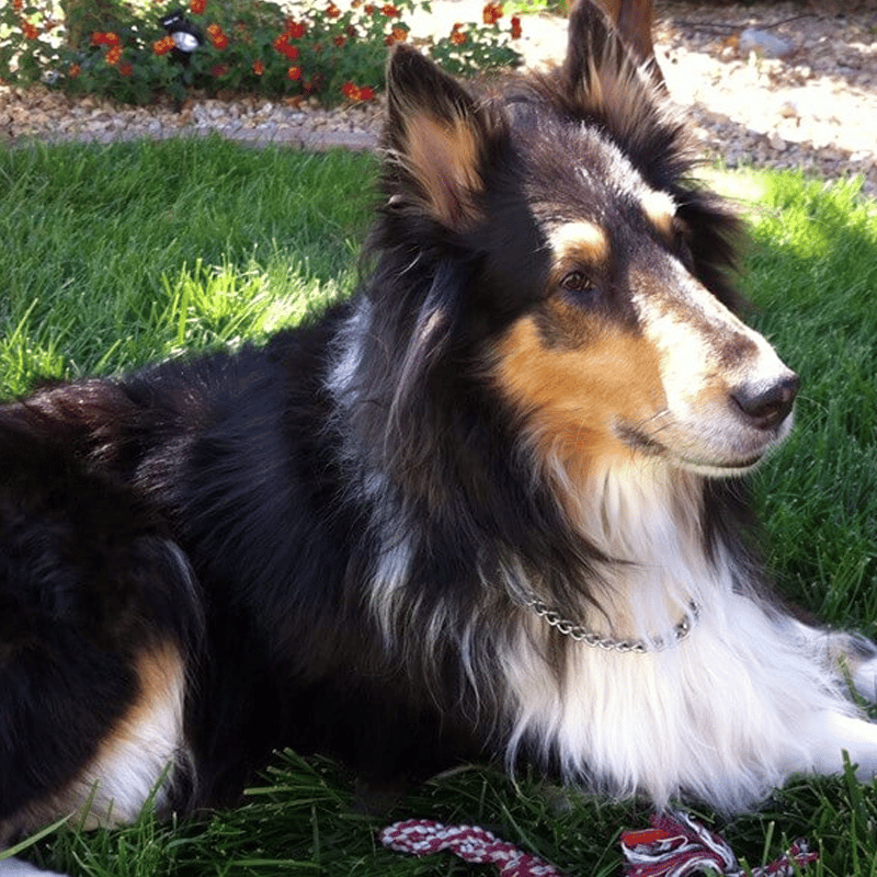 jazz-testimonials-800x800 Jazz with Skin & Coat Health